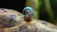 A Little Ramshorn Snail Walking On The Leaf Aquatic Plant