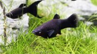 Black Mollies Are Peaceful Fish and Easy To Kept