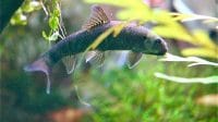 Garra Rupa Lively and Effective Grazer and Scavenger, lso Good Algae Eater