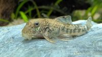 A Cute Little Pitbull Plecostomus Sit On The Stone