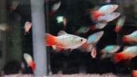 The Appearance of Rainbow Platy Fish