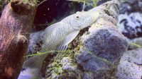 This Rubber Lip Pleco Just Chilling On The Rock