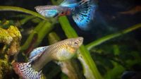 A Couple Of Lace Dragon Guppy Fish