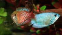 Royal Torqouise and Powder Blue Form Dwarf Gourami Fish (Trichogaster Lalius)
