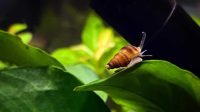 A Little Assassin Snail Hanging on the Aquatic Plant Leaf