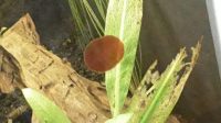 The Roundish Red Spot Algae Clings to the Tank Glass