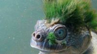 Cladophora Algae Grow On The Head Of a Turtle