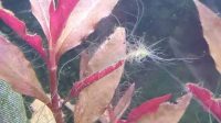 Staghorn Algae Invade My Aquarium