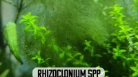 How To Fix Rhizoclonium Algae Issues Inside The Aquarium